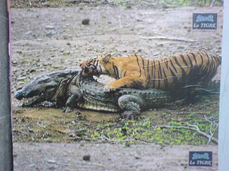 动物咬合力排行:鳄鱼攻击力不如老虎猎豹