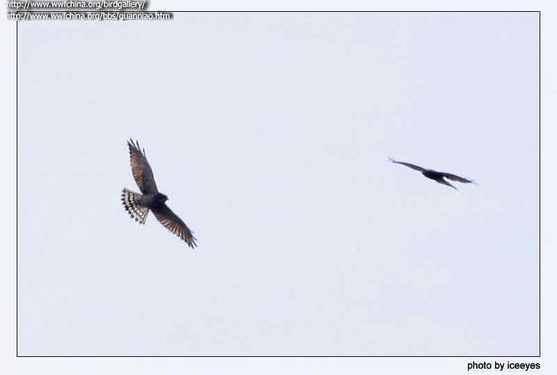 云南猛禽的识别——鵟，鵟鹰，鸢和鹗（三）
