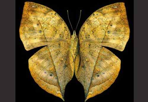 美刊评出八大最美蝴蝶枯叶蝶化身落叶 美刊评出八大最美蝴蝶枯叶蝶化身落叶