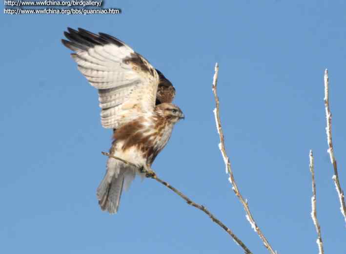 云南猛禽的识别——鵟，鵟鹰，鸢和鹗（一）