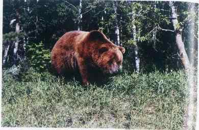 19、20世纪灭绝的动物