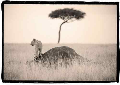 2009《国家地理》摄影大赛揭晓：加拿大萤火虫派对