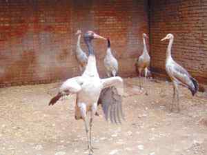 青海省省鸟黑颈鹤