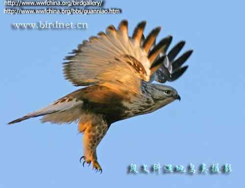 云南猛禽的识别——鵟，鵟鹰，鸢和鹗（二）