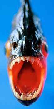 人类关于动物界的几大误解