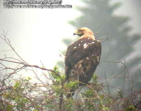 雕的识别 雕的识别