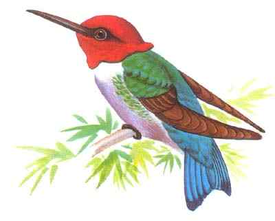 世界上最小的鸟类——蜂鸟