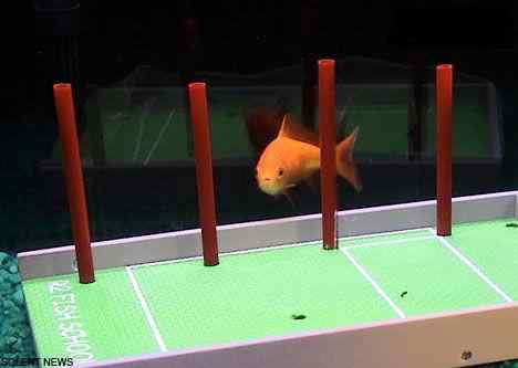 人类关于动物界的几大误解