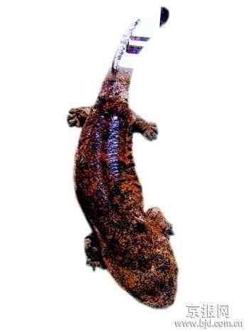 十大濒危两栖动物排行榜——娃娃鱼最长寿最奇特最濒危