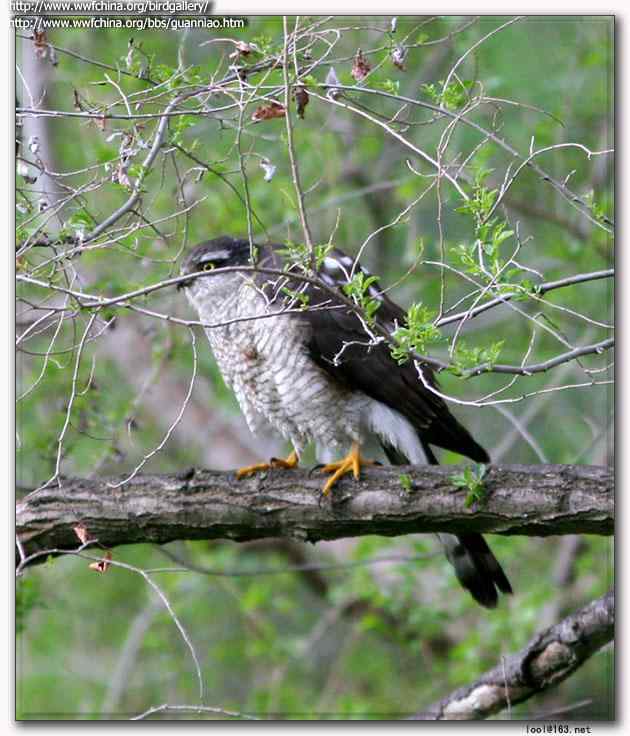 云南猛禽识别——鹰，鹞，黑翅鸢（一）