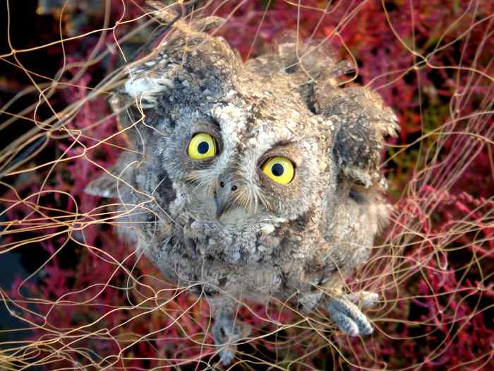 天津北大港水库湿地 爱鸟人士战斗日记之三