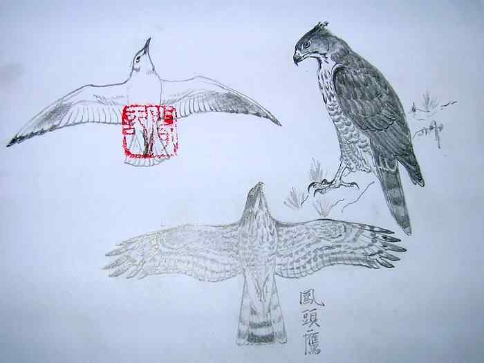 云南猛禽识别——鹰，鹞，黑翅鸢（一）