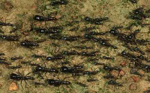 英报刊登令人惊叹的奇妙蚂蚁世界照片