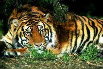 中国建国以来灭绝动物（哺乳类）的研究