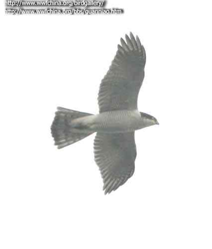 云南猛禽识别——鹰，鹞，黑翅鸢（一）