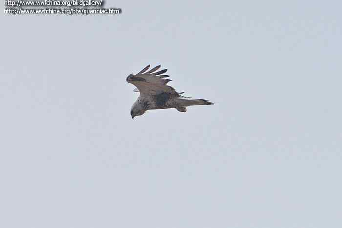 云南猛禽的识别——鵟，鵟鹰，鸢和鹗（二）