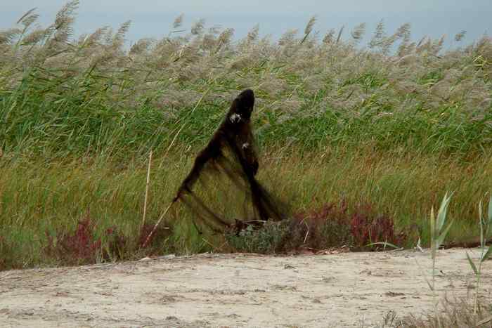 天津北大港水库湿地 候鸟家园成坟墓（爱鸟人士的战斗日记之二）