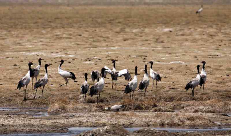 青海湖首次出现大群黑颈鹤