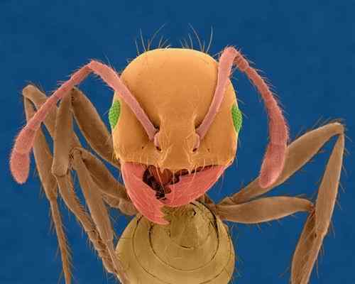英报刊登令人惊叹的奇妙蚂蚁世界照片