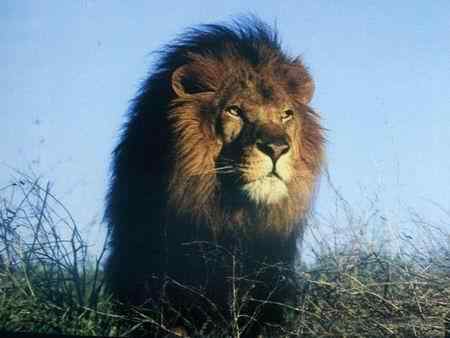 19、20世纪灭绝的动物