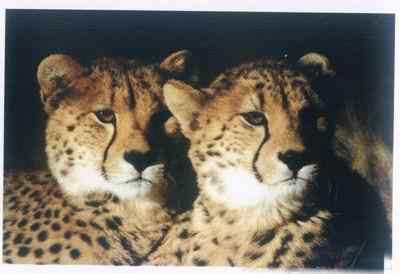 19、20世纪灭绝的动物