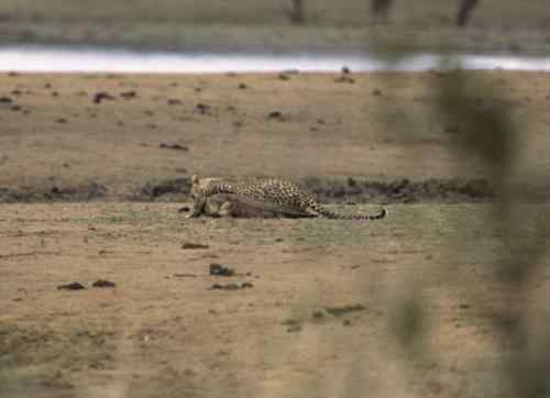 摄影师拍到非洲猎豹猎杀鳄鱼瞬间