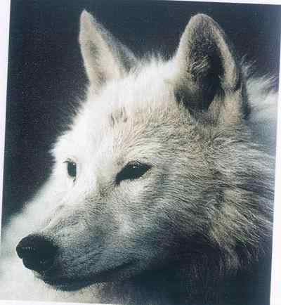 19、20世纪灭绝的动物