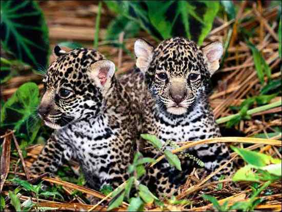 超可爱的野生动物宝宝