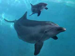 科学家发现海豚尾巴是其高速游泳的“发动机”