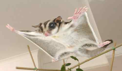 神奇飞袋鼠数秒滑翔60米风靡英国