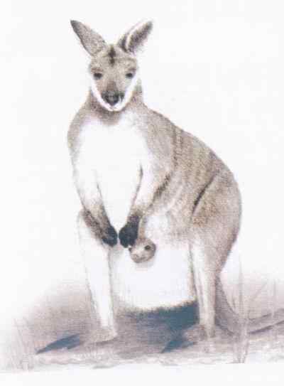 19、20世纪灭绝的动物