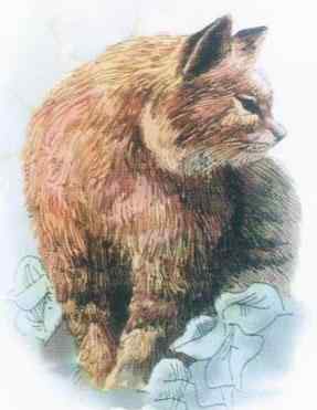 19、20世纪灭绝的动物