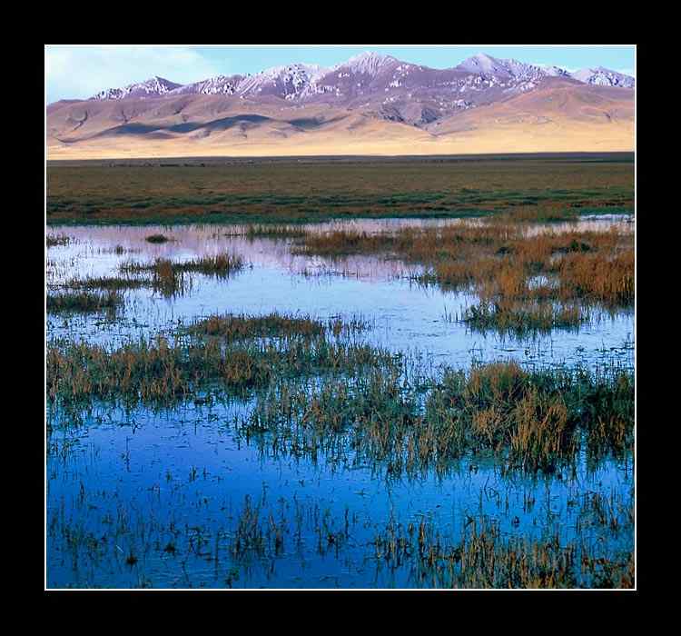 黑颈鹤主要繁殖地之一四川若而盖国家级自然保护区