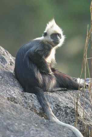 白头叶猴的复兴之路