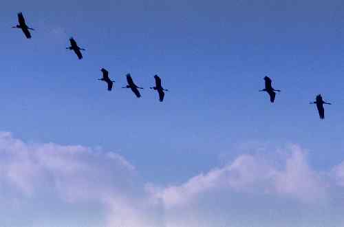 贵州草海越冬黑颈鹤先头部队到达