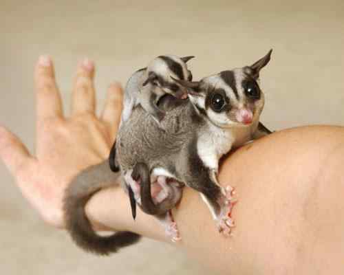 神奇飞袋鼠数秒滑翔60米风靡英国