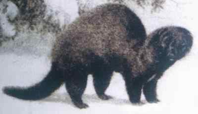 19、20世纪灭绝的动物