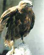 隼形目猛禽的分类