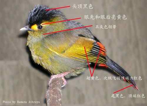 印度发现薮鹛属新画眉鸟种——布坤薮鹛