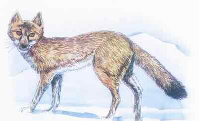 19、20世纪灭绝的动物