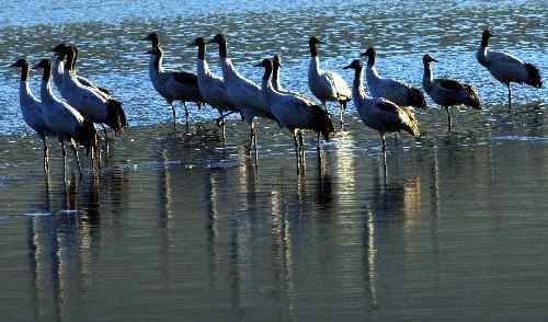 西藏：黑颈鹤数量逐年增多