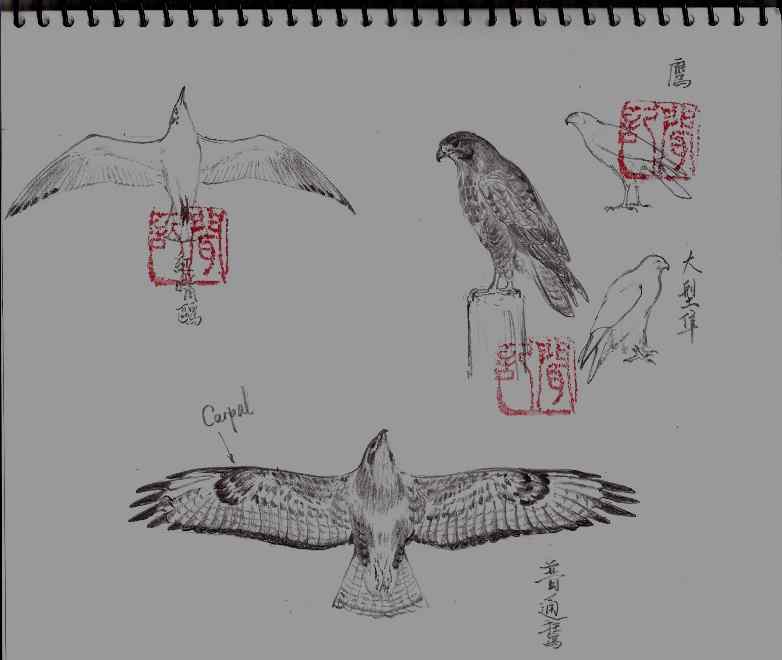 云南猛禽的识别——鵟，鵟鹰，鸢和鹗（一）