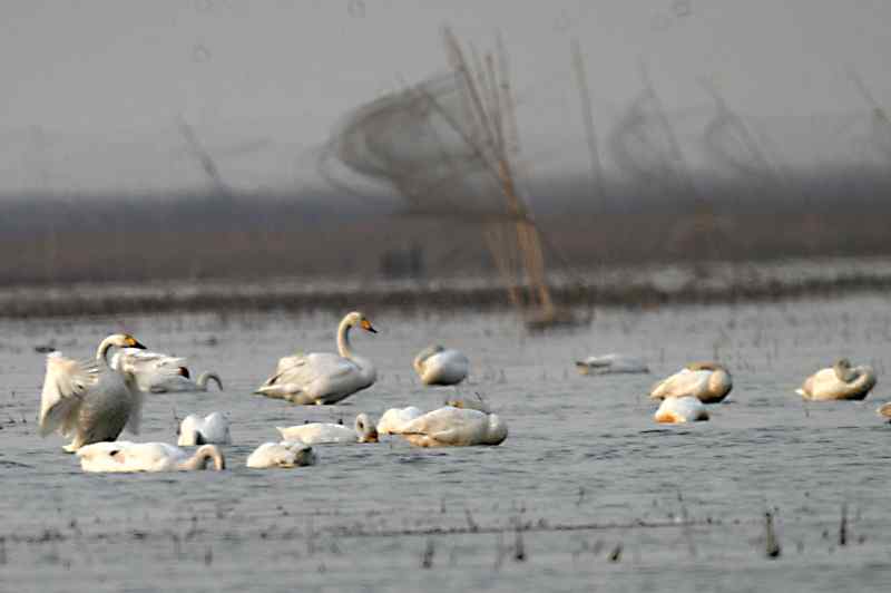 天津北大港水库湿地 候鸟家园成坟墓（爱鸟人士的战斗日记之二）