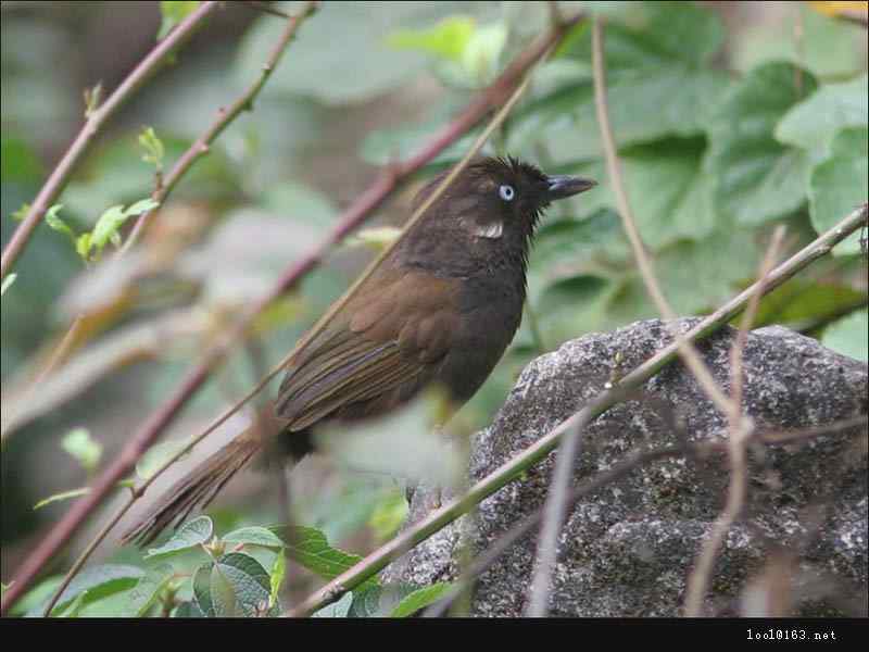 中国鸟类学者命发布新鸟种 弄岗穗鹛，世界鸟类家族又添新成员