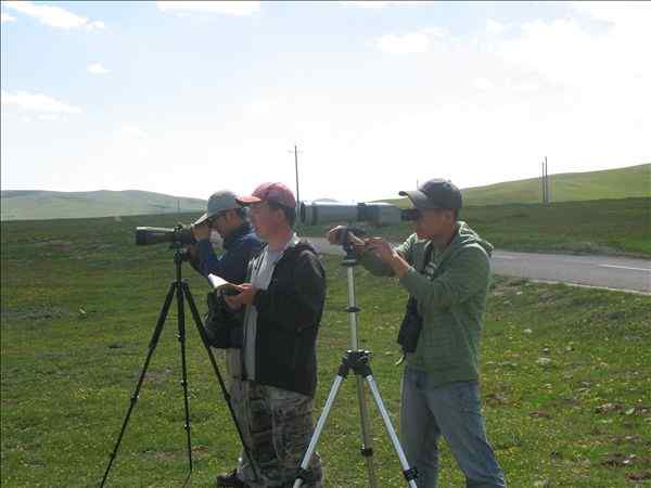 若尔盖湿地黑颈鹤种群数量调查报告