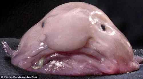 海洋怪鱼——水滴鱼(blobfish) 大鼻子丑陋表情