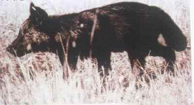 19、20世纪灭绝的动物