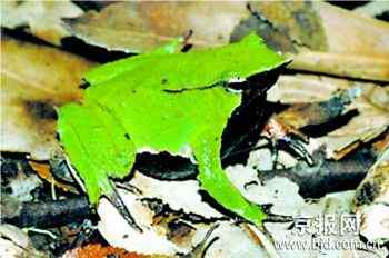 十大濒危两栖动物排行榜——娃娃鱼最长寿最奇特最濒危