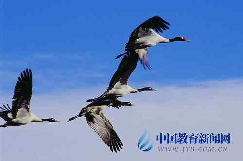 鹤痴”教师王高祥