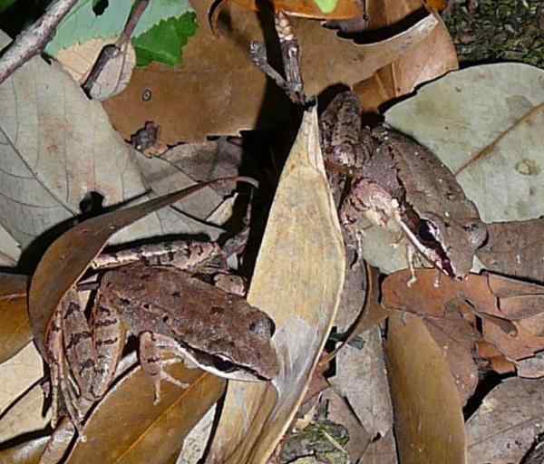 中国绿臭蛙(青蛙) 可以调整耳朵接收频率